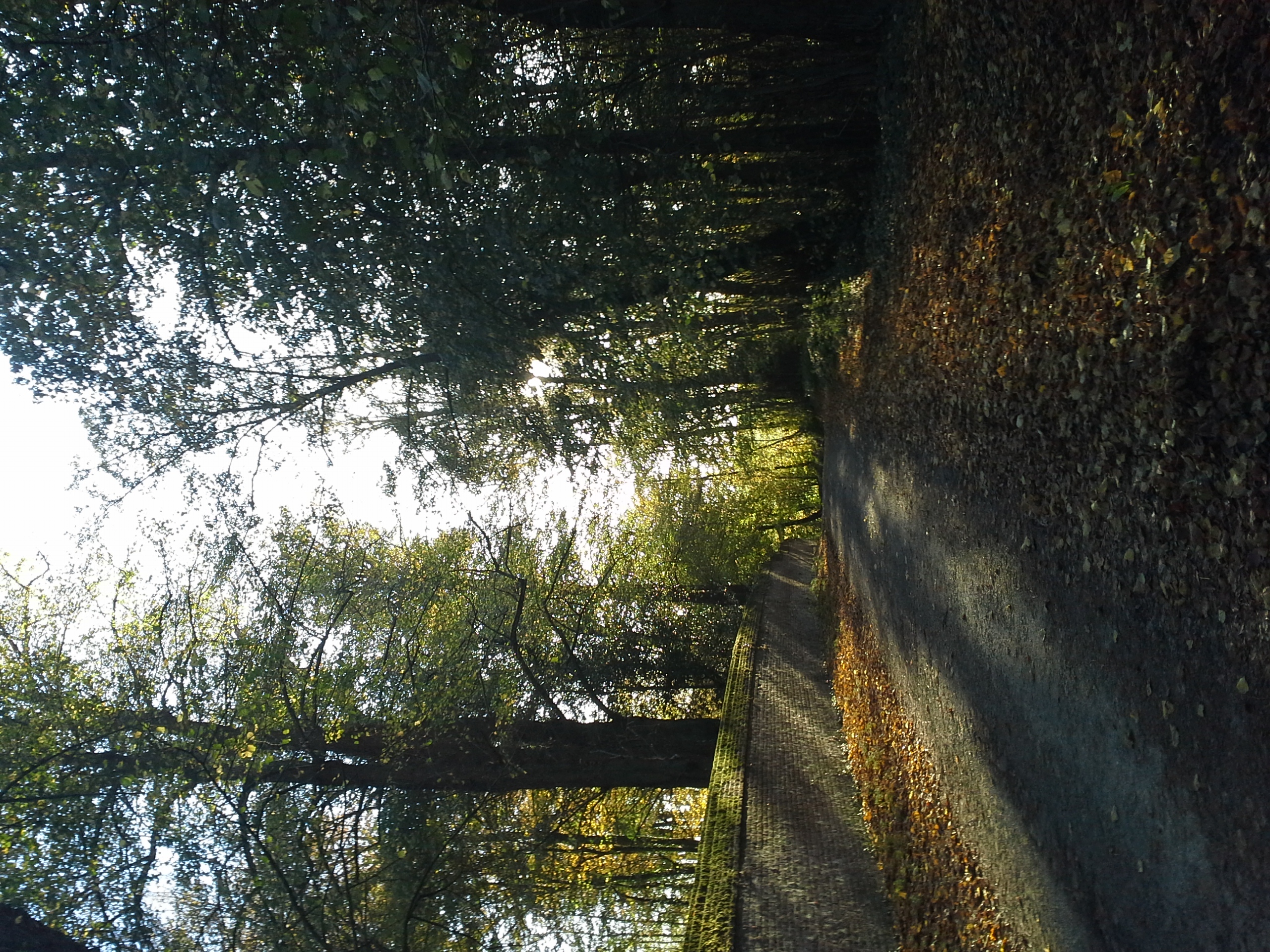 chemin chateau foret