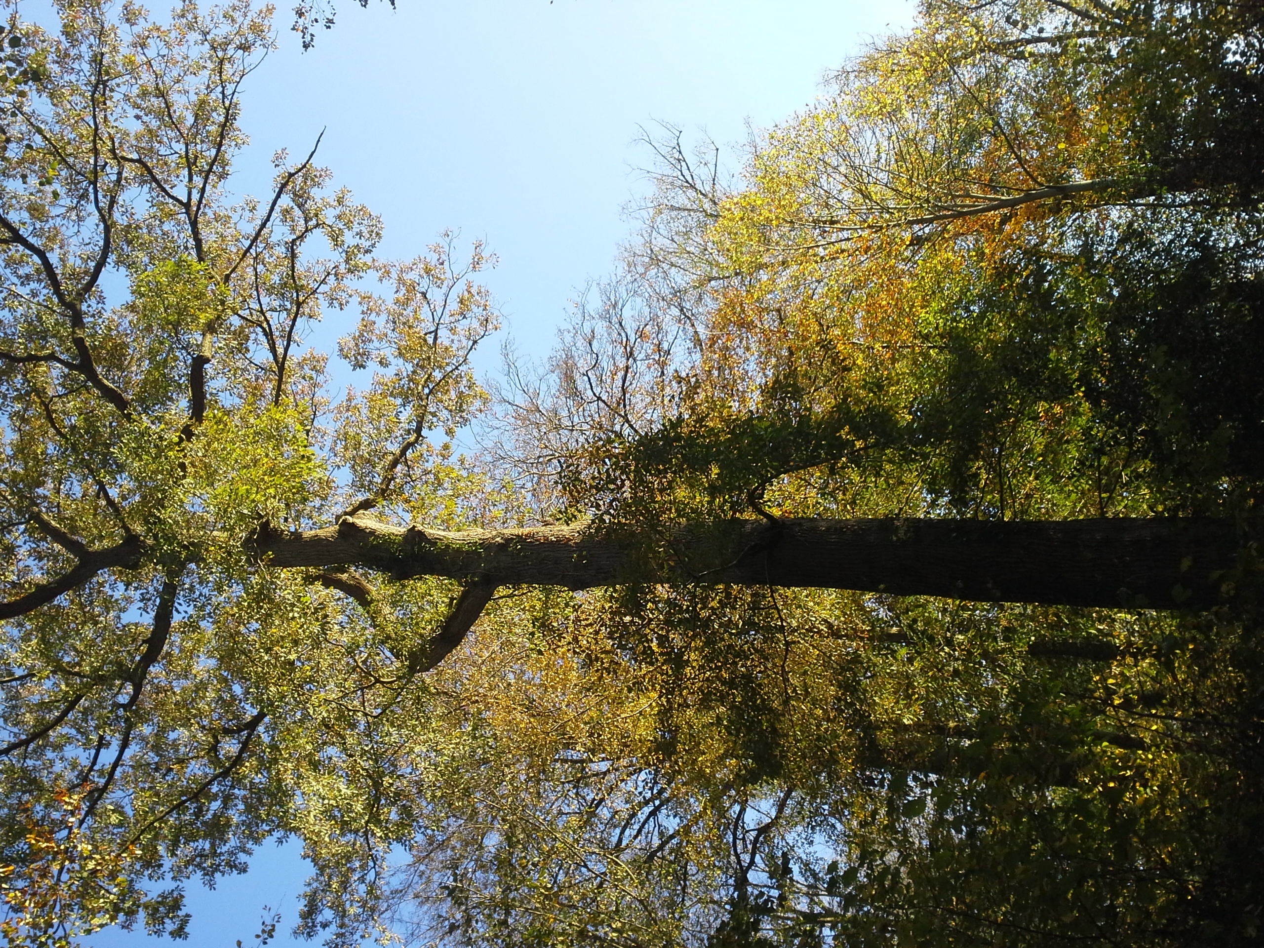 forêt havernas